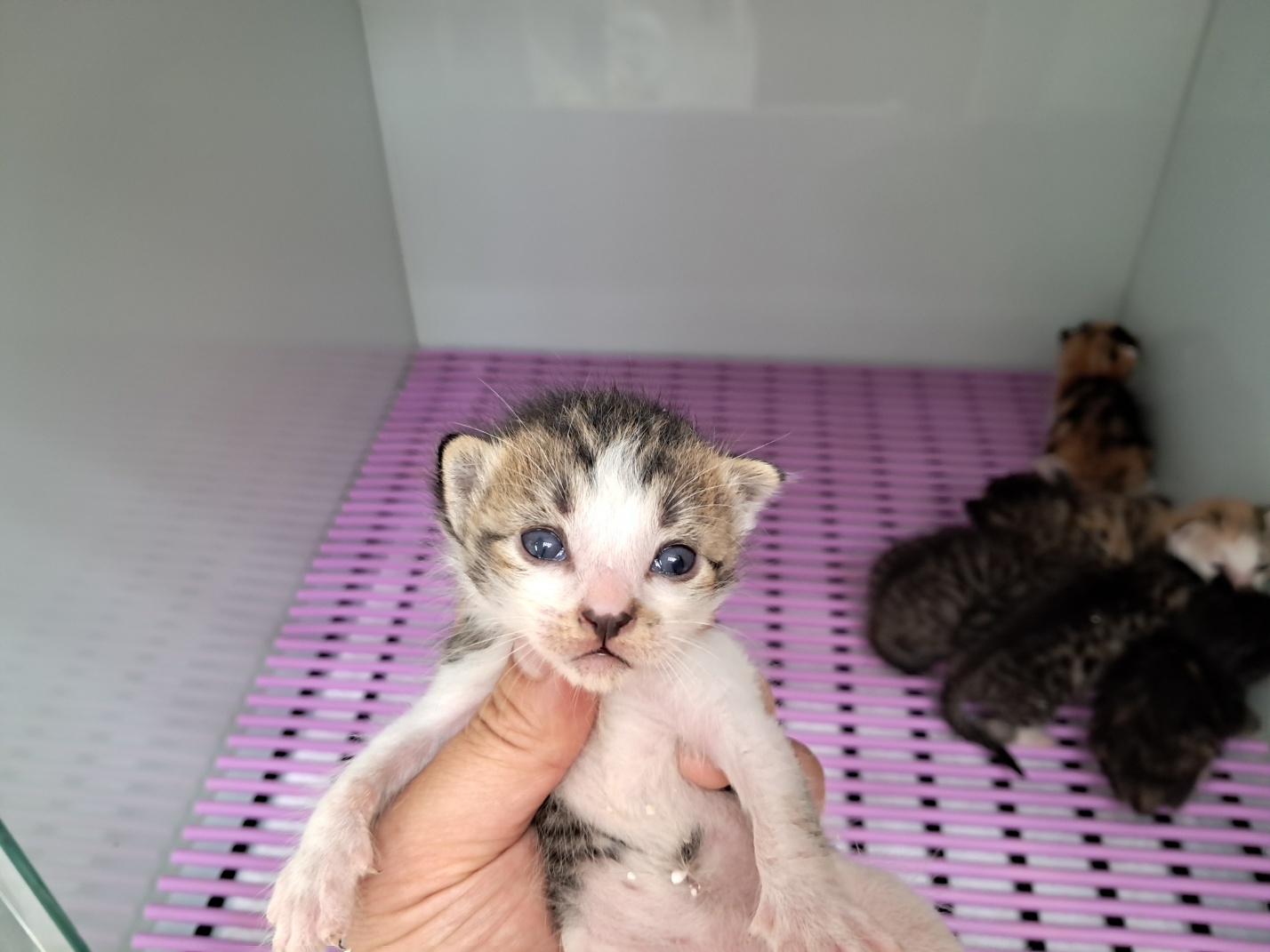 광주TNR동물병원송정_441554202301235